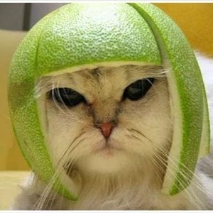 Meet your Posher, Brody